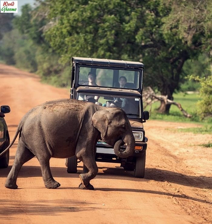 Yala National Park Safari – Sri Lanka _ What To Expect — World Ghoomo